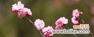 梅兰竹菊的品质和象征意义