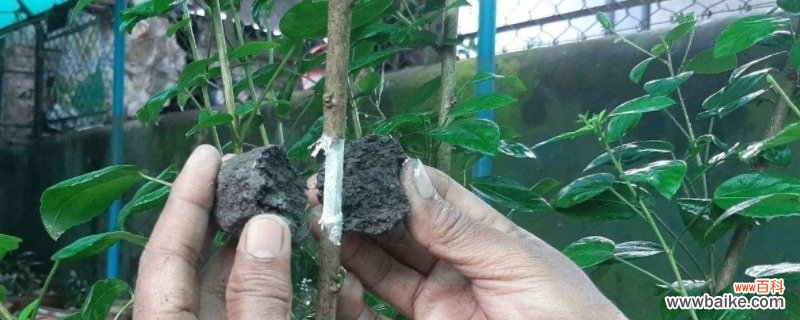 生根粉和多菌灵能一起灌根吗