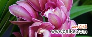 中国龙兰花是什么品种
