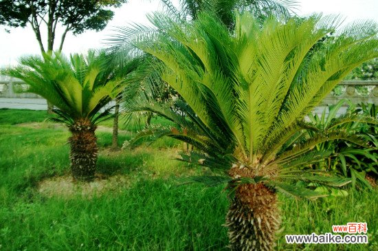 裸子植物的种子是怎么形成的