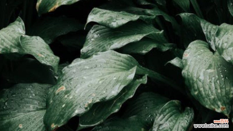 春季装修旺季 摆放绿植可以高效吸收甲醛