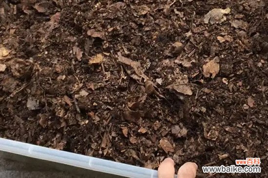 落叶直接埋土里能做肥料吗