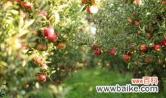 苹果树种植的时间和方法 苹果树如何种植