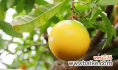 金果果树种植方法 金果果树如何种植