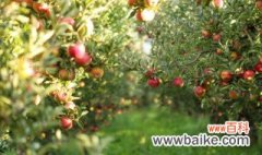 苹果树种植时间与方法 苹果树种植时间跟方法