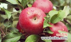 网购矮化苹果树种植方法及过程 矮化苹果树的栽培方法