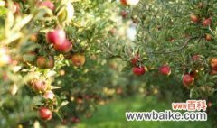 春季小果树种植管理方法 春季小果树种植管理方法介绍