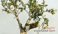 黄杨木桩栽培方法 黄杨木桩栽培有什么方法