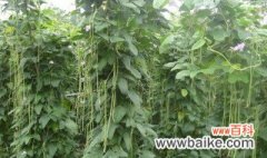 干豆角的栽培方法 干豆角如何栽培