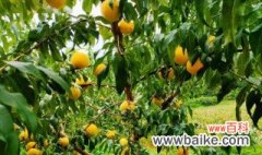 栽培黄桃的方法和时间 如何栽培黄桃以及时间