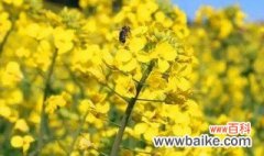 油菜花什么时候播种 油菜花播种时间简介