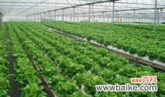 温室蔬菜怎么栽培 温室蔬菜如何栽培
