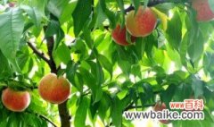 栽培桃树怎么管理 栽培桃树如何管理