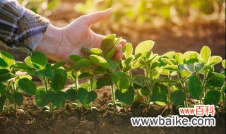 怎么种植野菜 如何种植野菜