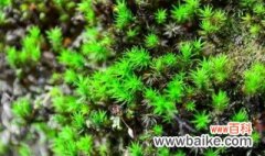 常见的苔藓植物有哪些 有哪几种常见的苔藓植物