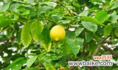 柠檬栽种植方法和注意事项 柠檬如何栽种以及注意事项