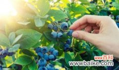 引种蓝莓栽种注意几个问题 引种蓝莓栽种注意事项