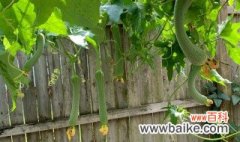丝瓜盆栽种植需要注意什么 盆栽丝瓜的注意事项有哪些