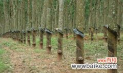 橡胶树栽培种植方法 橡胶树如何栽培