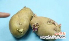 家里土豆发芽怎么栽培 家里土豆发芽如何栽培