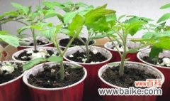 番茄种子发芽了怎么种 番茄种子发芽后怎么育苗
