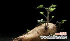 番薯发芽了怎么种盆栽 番薯发芽了如何种盆栽