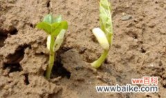 在家种的豆角发芽了怎么种 在家种的豆角发芽了如何种