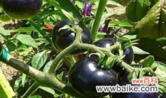 黒番茄什么时候种植 什么时候种黒番茄