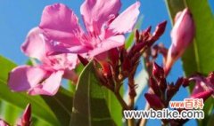 夹竹桃科植物有哪些 夹竹桃科植物的介绍