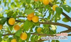 杏树适合在家里栽吗 杏树适合在家里种吗