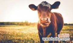 牛犊怎么养才不会生病 如何把牛犊养健康