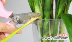 水养竹子烂根怎么办 水养竹子烂根处理方法