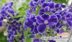 水养紫罗兰花怎么养 紫罗兰花如何水培