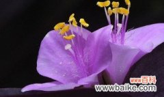 紫罗兰花在家里怎么养 紫罗兰花在家里如何养