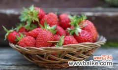 露天草莓几月份种植 露天草莓哪个月份种植