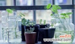 家里养水生植物怎么样处理 家里养水生植物怎么样养护