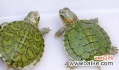 大巴西龟夏天怎么养 夏天养好巴西龟必须注意三个方面