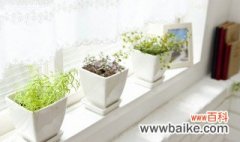 家里没有阳光植物怎么养 不通风没阳光的室内应该养什么植物