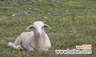 羊怎么养殖 羊如何养殖