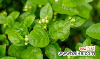 茉利花什么时候开花 关于茉莉开花的时间介绍