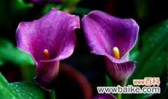 紫色马蹄莲花语是什么 送紫色马蹄莲的寓意