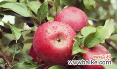 苹果树种植方法 苹果树种植方法有哪些
