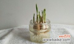 大蒜发芽怎么种 大蒜发芽种植方法