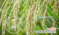水稻什么季节成熟 有关水稻的成熟时间