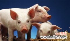 养殖猪要注意哪些问题 养殖猪有什么注意事项