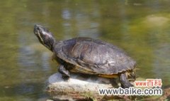 乌龟品种 乌龟常见的品种有哪些