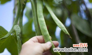 芸豆种子种植方法 芸豆种植方法有哪些