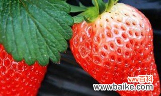 一般几月份是吃草莓的季节 关于草莓介绍
