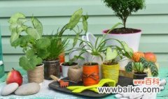 儿童书桌适合放什么小盆栽 孩子的书桌上适合摆放哪些中小型盆栽植物