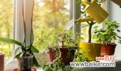 室内水培盆栽花适合放什么 适合室内养的水培植物有哪些